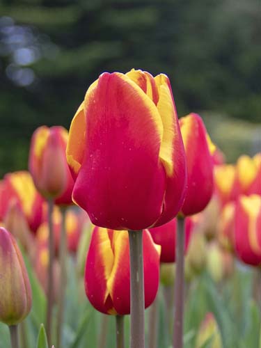 TULIPÁN Denmark   12/+, 100 ks